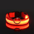 Everyday LED Safety Collar