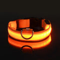 Everyday LED Safety Collar