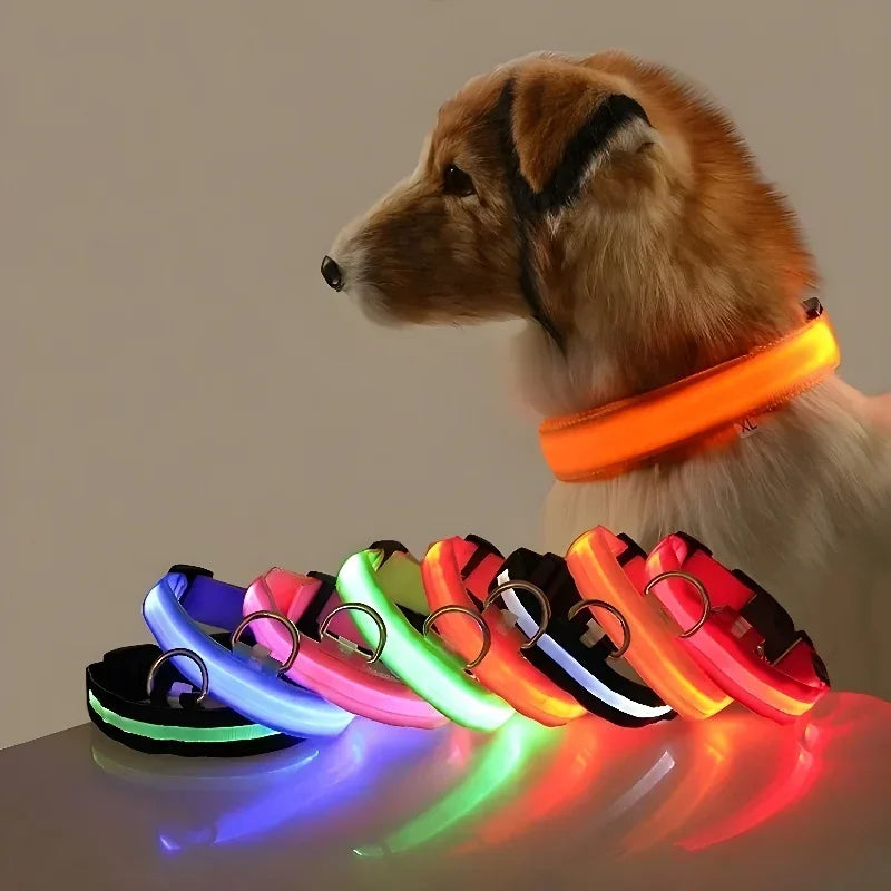 Everyday LED Safety Collar